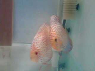 blue leopard- pigeon sınek cıftım