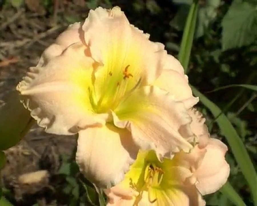 173 PASTEL CLASSIC