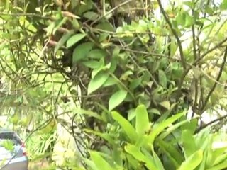 Aprenda o segredo para cultivar uma bromélia