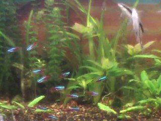 )J'aime rêver...      Méth. COLIN