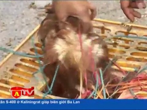 Phát hiện thu giữ 8 tấn gà lậu