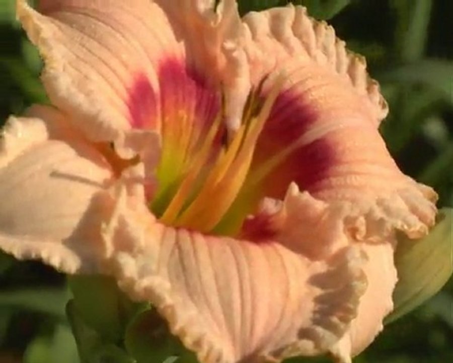 182 RADIANT RUFFLES