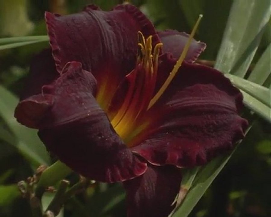 197 SALIERI