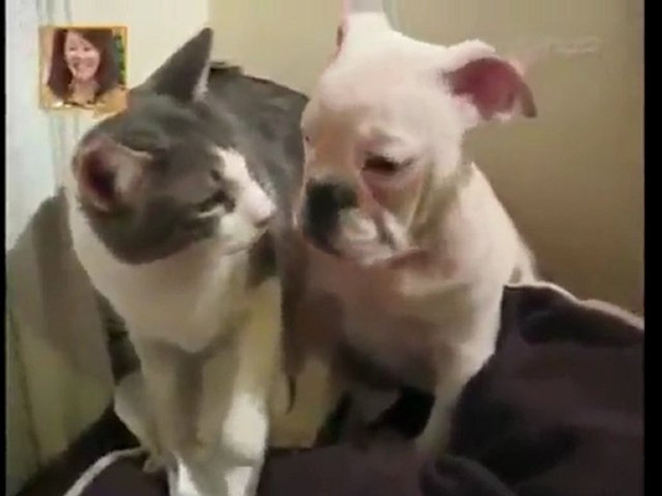 Cat Slaps Dog video Dailymotion