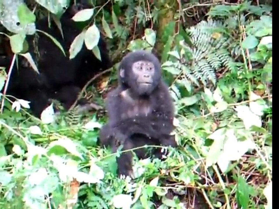 Brave Baby Gorilla