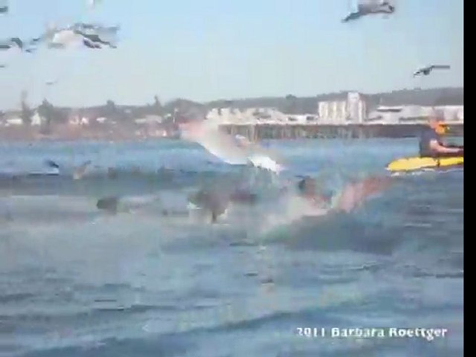 Almost Swallowed By Whale