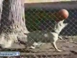 Dog Has Ball Skillz