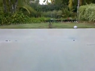 Cat Plays Fetch