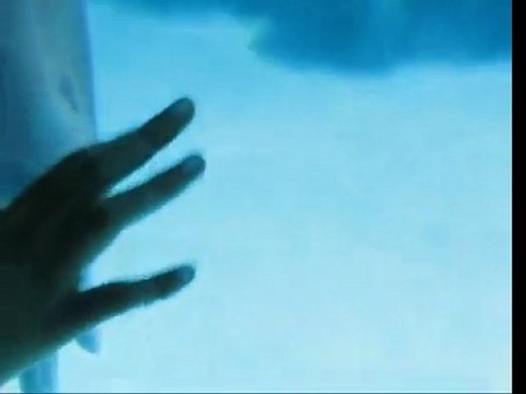 Dolphin Plays With Bubble Rings