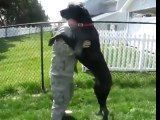HUGE Dog Welcomes Home His Military Dad, Home From Deployment