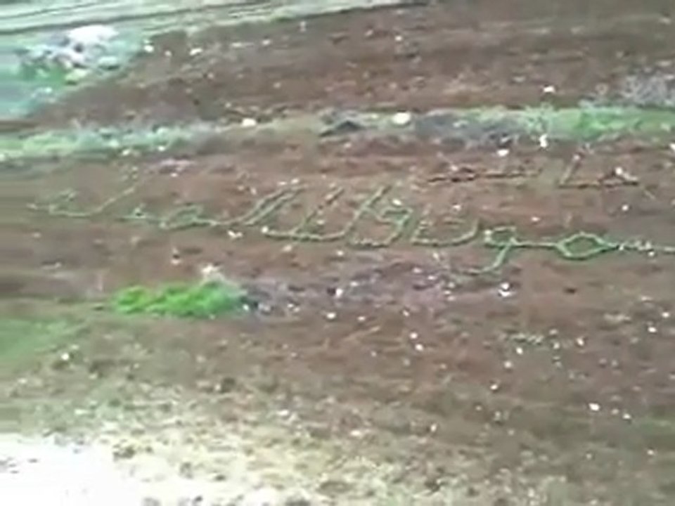 فري برس   مدينة جاسم المحتلة    حتى الزرع نطق الموت ولا المذلة