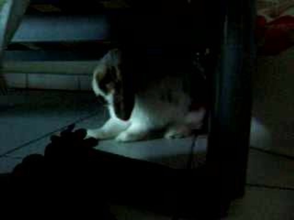 Boby toilette