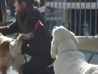 Niort 12-2-12 avec Guidelle pour le meilleur de race 1° Charleston Dancer du Bois de la Rayere