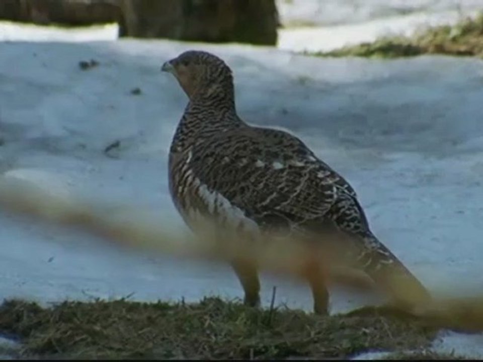 La face sauvage des Pyrénées - La saison des neiges