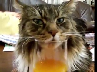 Cat falls asleep in his orange juice