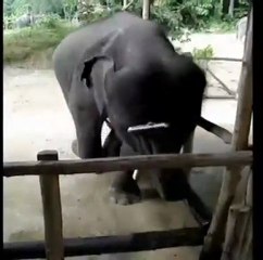 Baby elephant plays harmonica