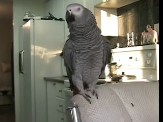 Beatboxing parrot