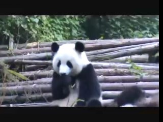 Panda sneezing