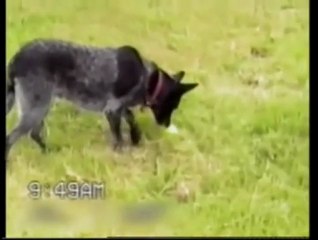 Smart Dog or What? 🐶