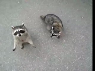 Raccoons beging for food