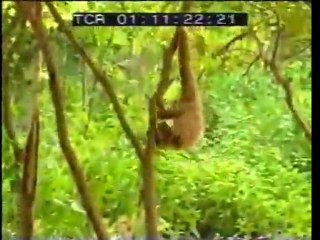 Monkey and Tigers Funny