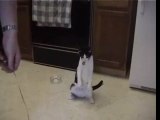 Cat wants to play with string