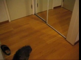 Cat vs. mirror