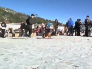 Dog Is Better Than You At Boardsports