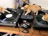 Kittens on DJ Decks!