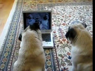 Pugs Watching Themselves on YouTube !