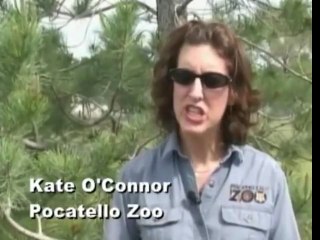 Elk saves drowning marmot!