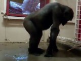 Break Dancing Gorilla
