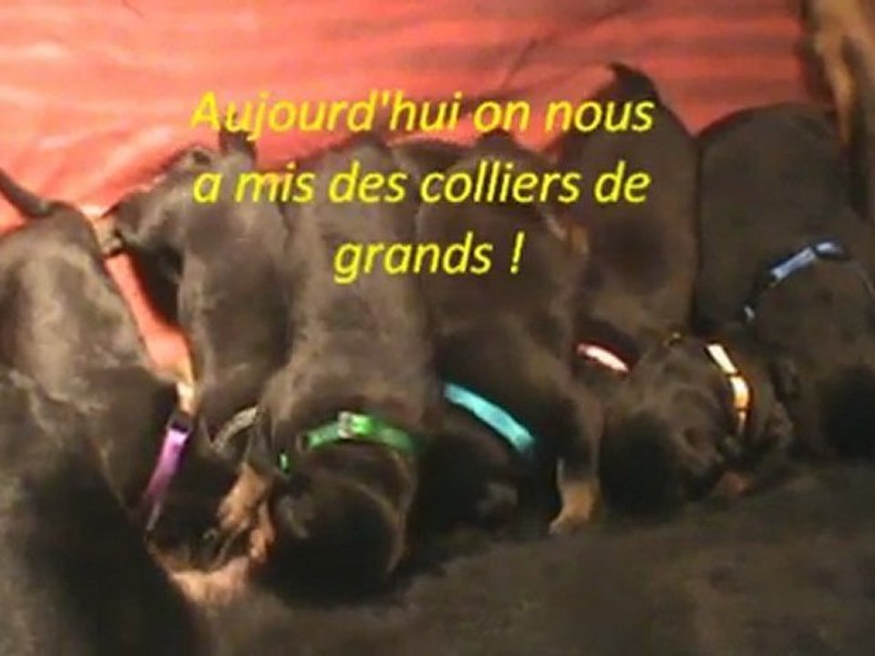 vidéo de la portée jour 11