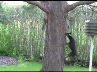 Squirrel Teases Dog