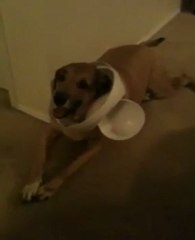 Dog Caught Red-Handed