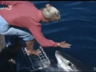 Evidence that great white sharks are peaceful creatures