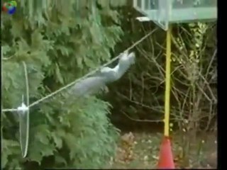 Mission Impossible Squirrel