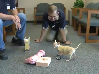 Two legged dog gets her wheels!