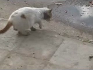 فري برس   حمص باباعمرو الوضع المئساوي للقطط ومناشدة لمنظمة الحيوان