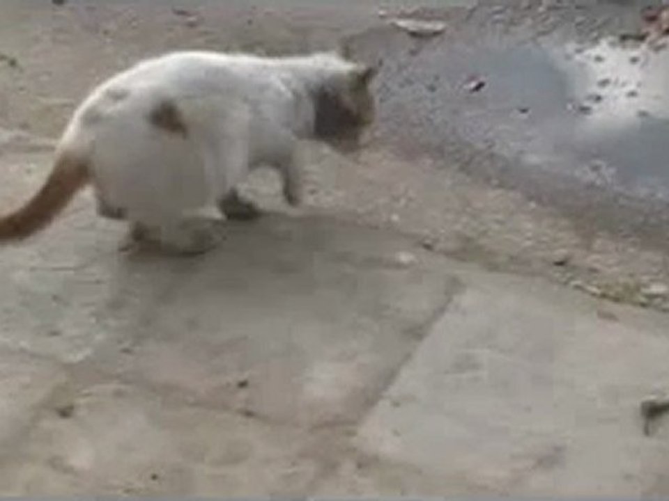 فري برس   حمص باباعمرو الوضع المئساوي للقطط ومناشدة لمنظمة الحيوان