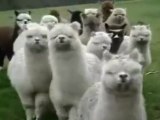 Star Wars alpacas
