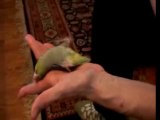 Parrot does a stupid pet trick !