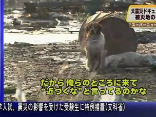 The Ultimate Loyal Dog