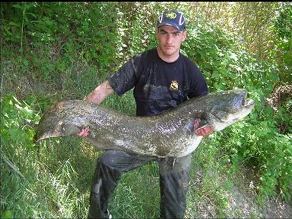 Silure Club Rhodanien :  aux silures team