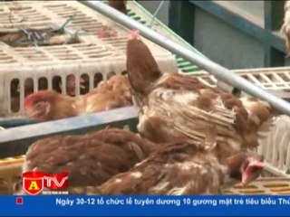 Hàng tấn gà lậu bị thu giữ