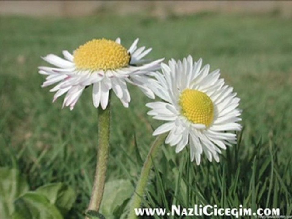 Murat  İNCE  "SEVDİM SENİ  HEMDE DELİCESİNE"