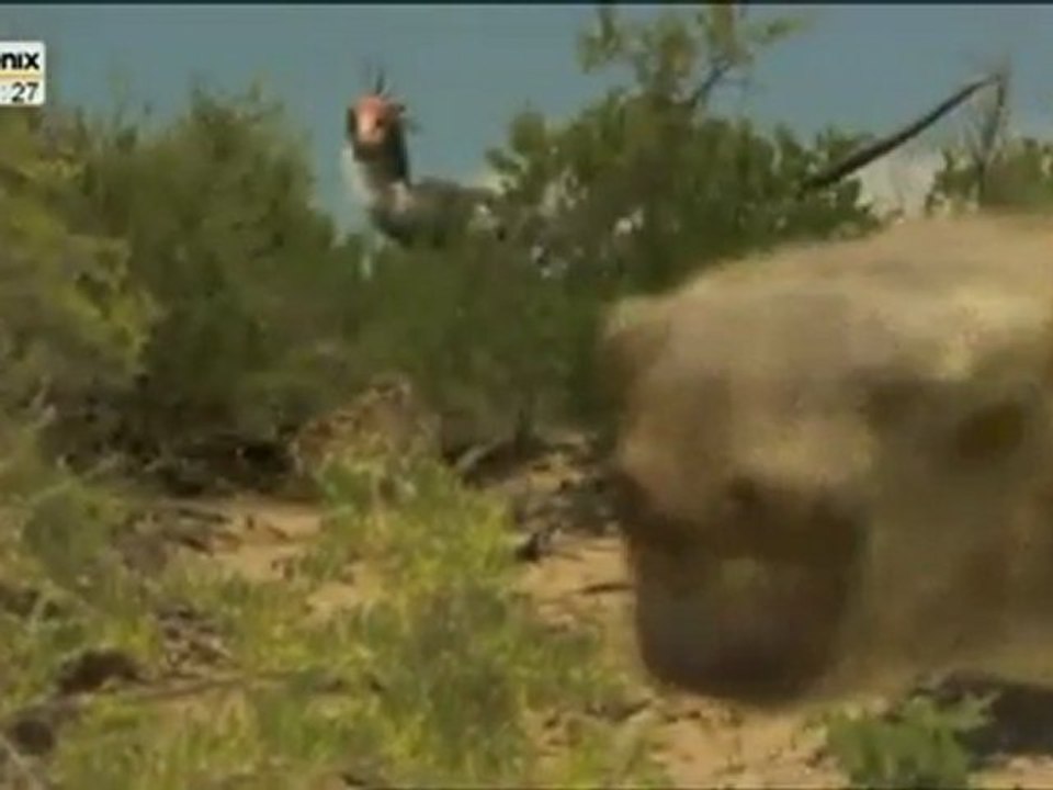 Vor 75 Millionen Jahren - Doku_ Der Kampf der Saurier _Part 5