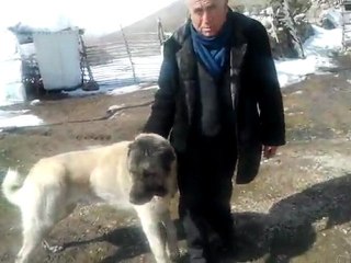 SATILIK YETİŞKİN KANGAL ZORBA İLE BORA
