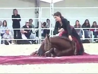 AT GÖSTERİSİ  HARİKA