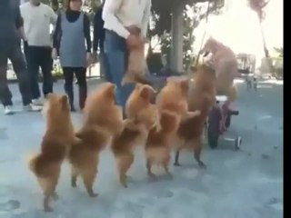 Cycling dog followed by his friends